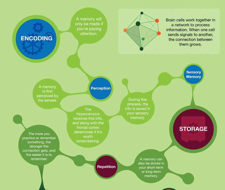 How to improve your memory, according to neuroscience