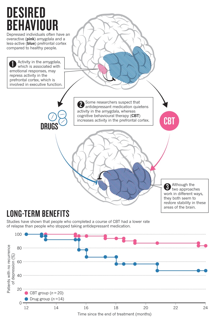 amygdala hippocampus prefrontal cortex