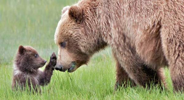 nature nurture maternal instinct