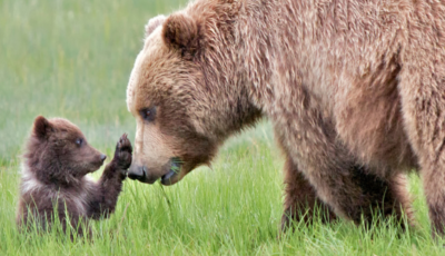 nature nurture maternal instinct